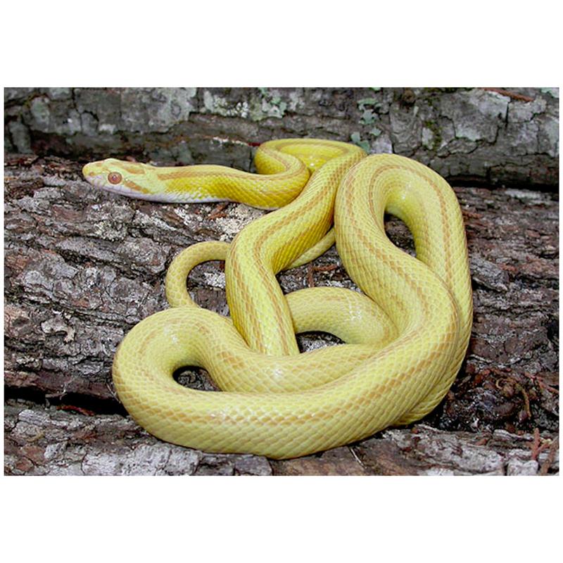 Sarpele de Porumb Butter - imagine 4